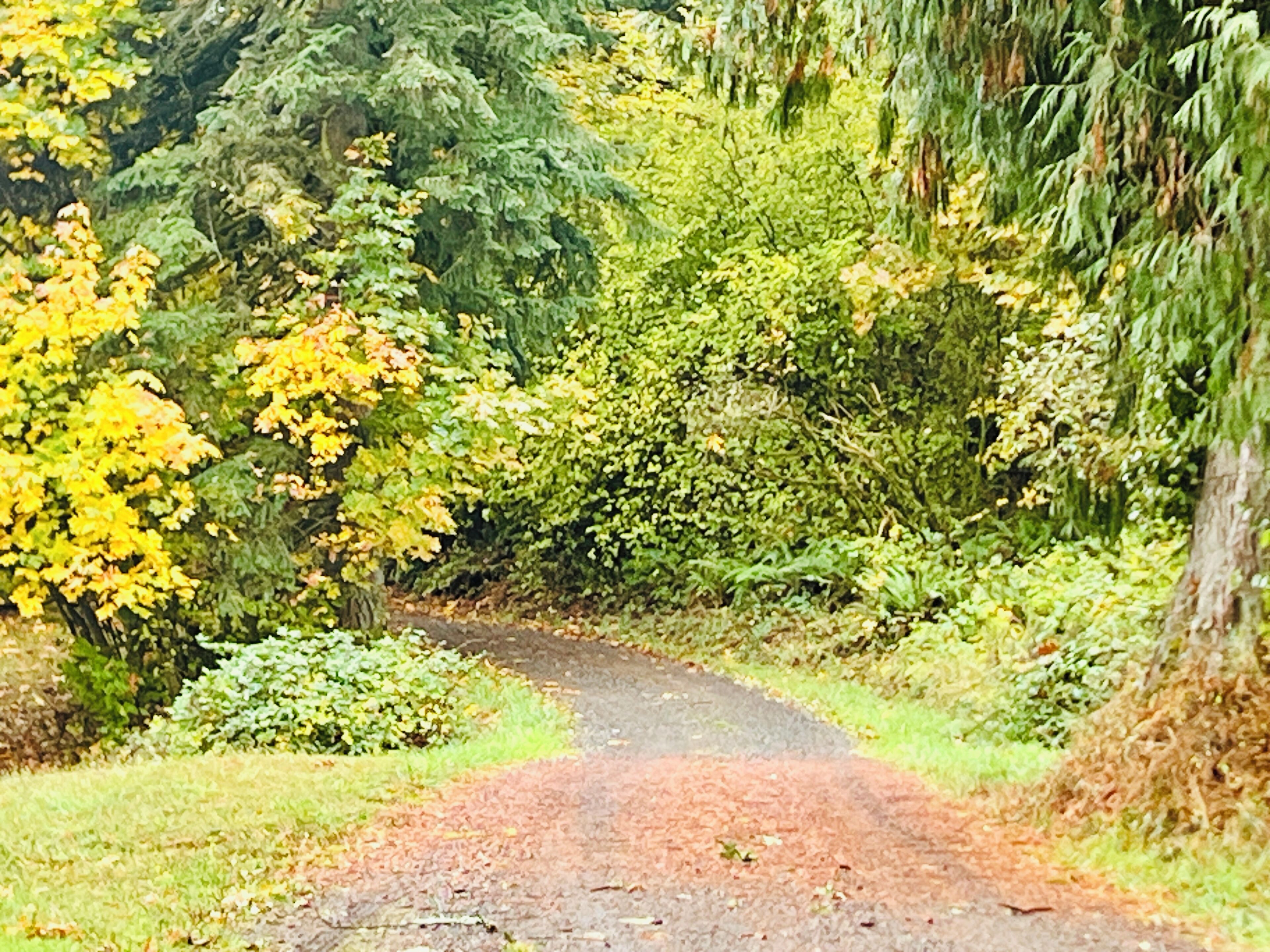 A narrow, unpaved path surrounded by dense foliage and trees.