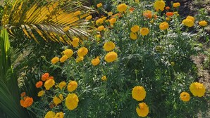 Un jardín con flores amarillas y follaje verde.