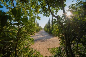 A pathway flanked by trees leading to a distant view. - Villa Vallone Luxury With Pool (Galatina)