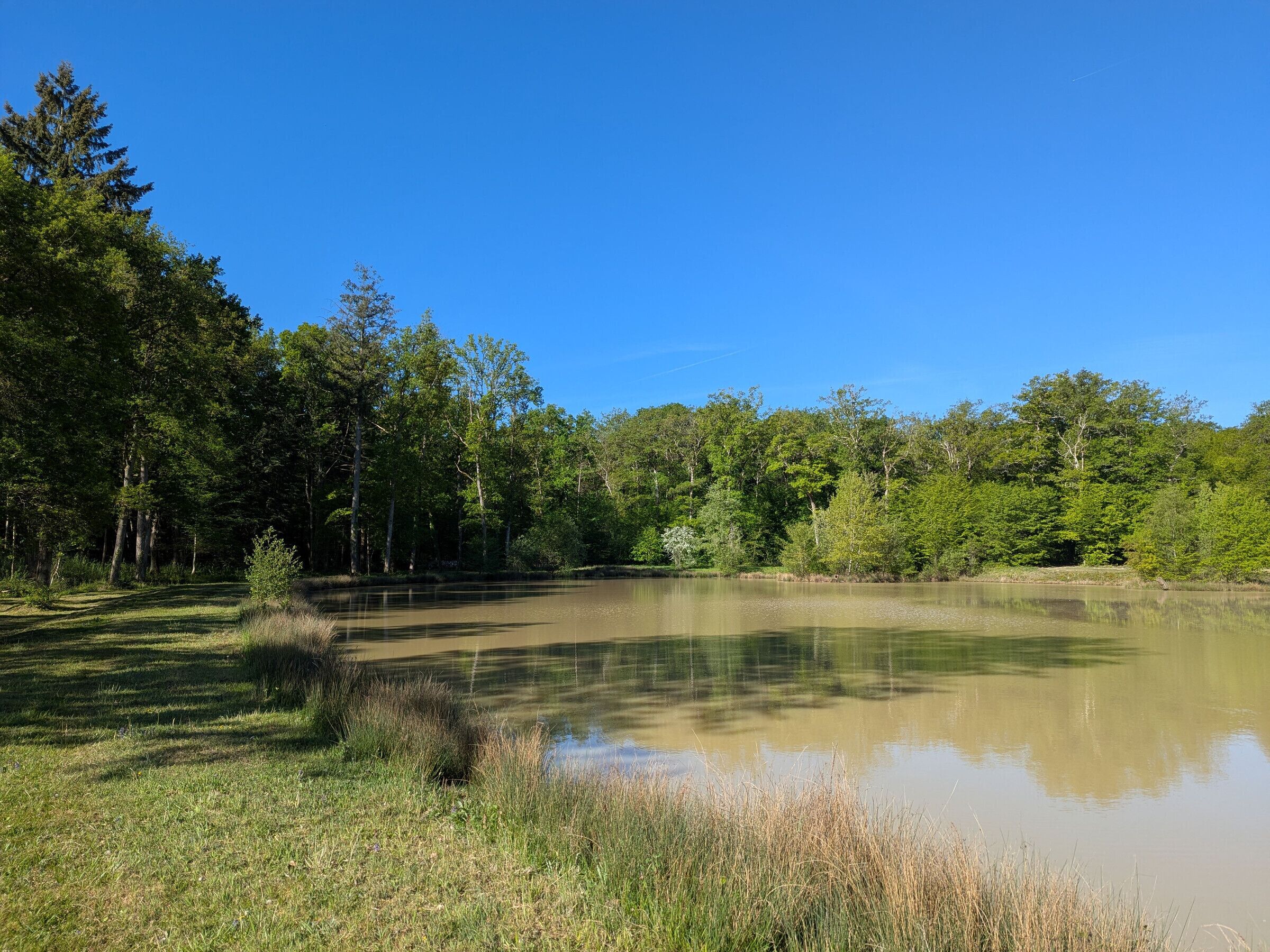Eine natürliche Landschaft mit Teich, Bäumen und grünen Wiesen.
