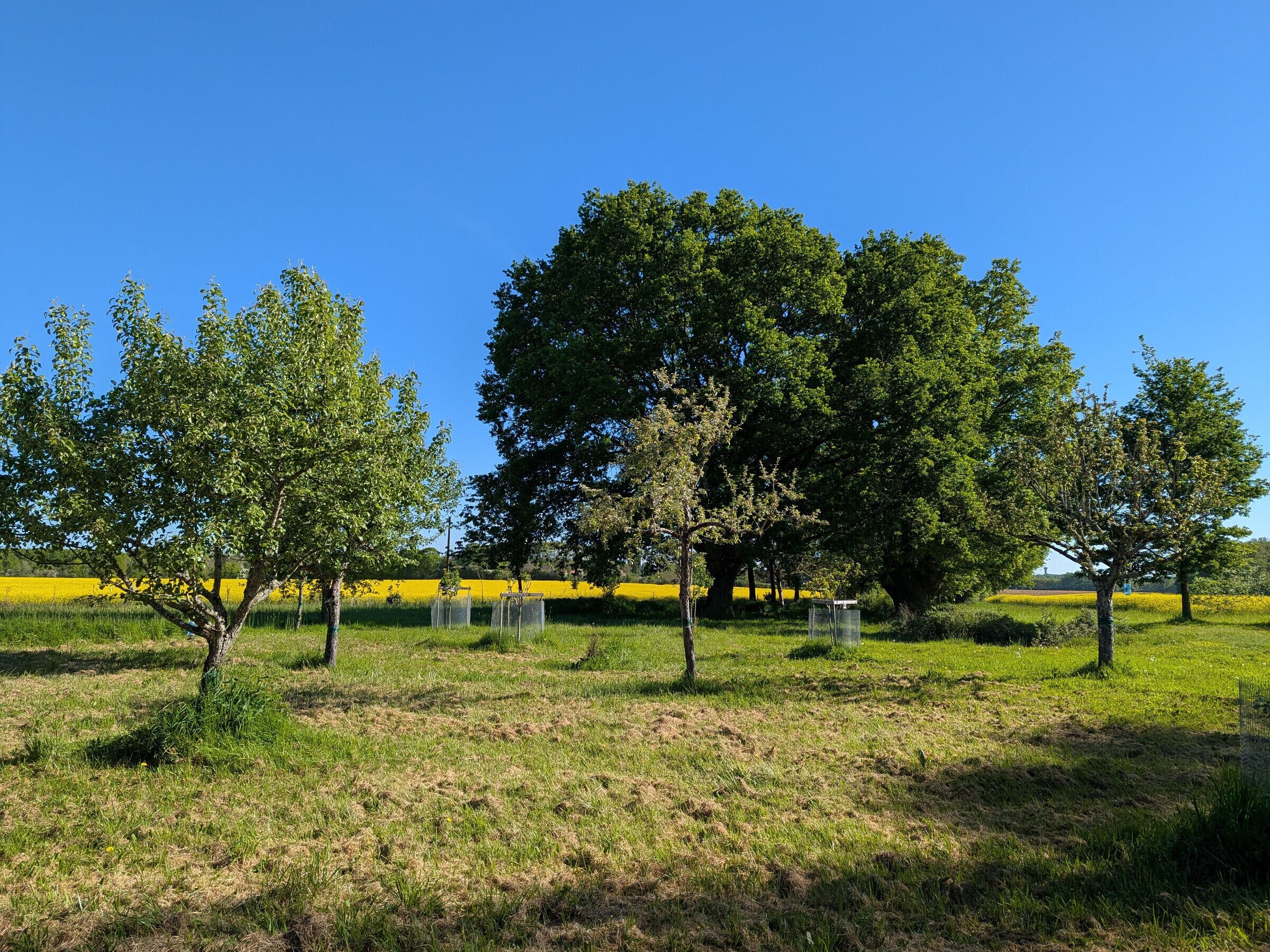 Un champ avec des arbres et un ciel bleu dégagé.
