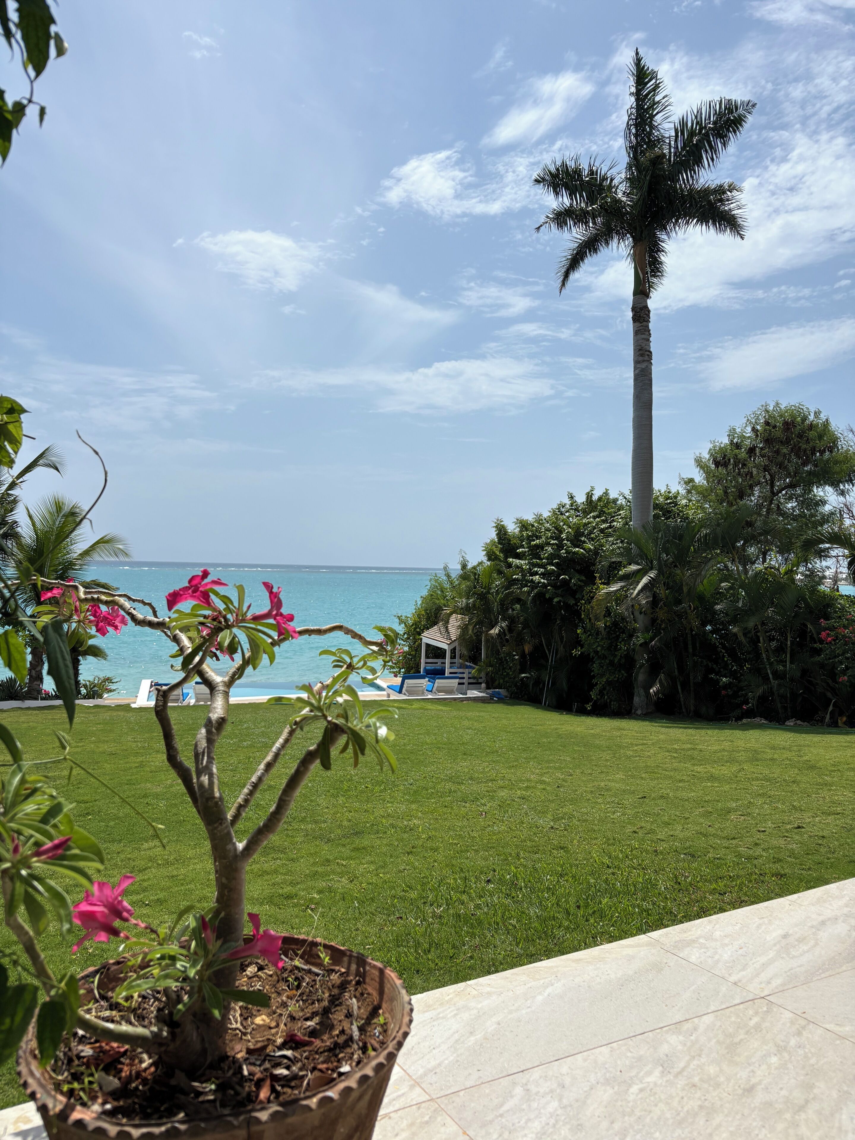 A well-maintained lawn with a view of the ocean and a tall palm tree.