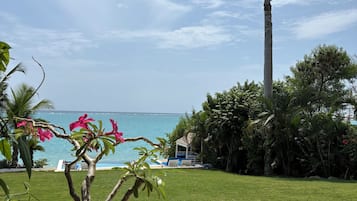 A well-maintained lawn with a view of the ocean and a tall palm tree.