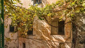 Ein Gebäude mit Efeu bewachsenen Wänden und einem Fenster mit Rollo.