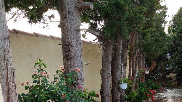 A garden pathway with red geraniums, trees, and hanging planters. - Apartment in villa of the Oranges 300 meters from the beach (Orosei)