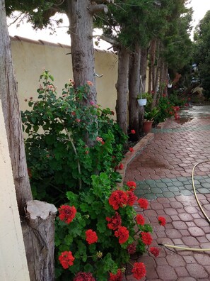 A garden pathway with red geraniums, trees, and hanging planters. - Apartment in the Villa der Orangen, 300 meters from the beach (Orosei)