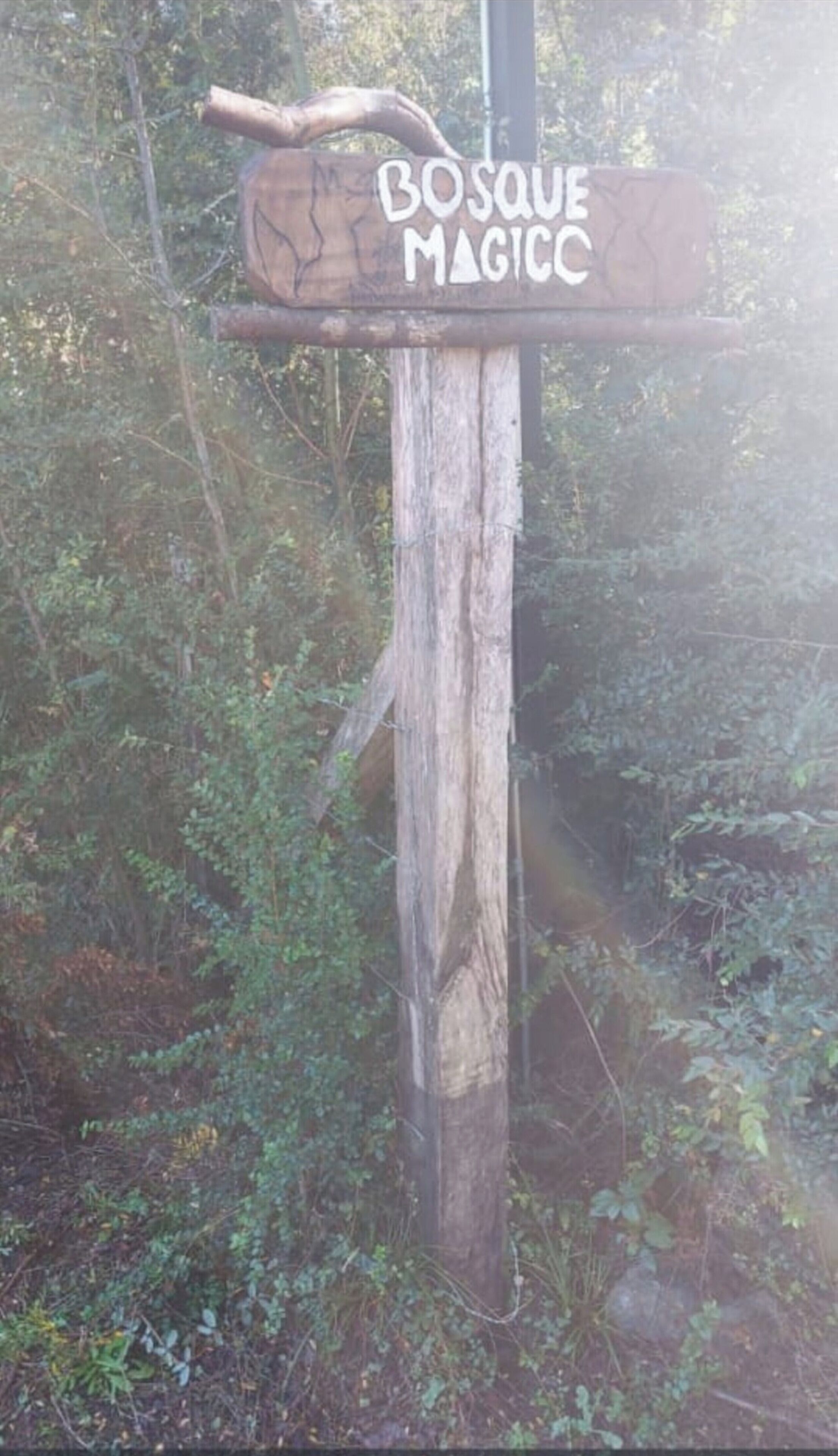 A wooden signpost with the inscription "Bosque Magico" in white letters.