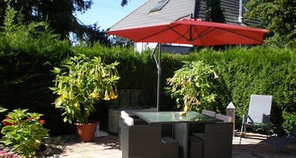Les BRUGMANSIAS Ă BIESHEIM en ALSACE Ă 20mn de COLMAR