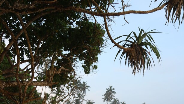 A beach with footprints leading to the water, palm trees, and a clear sky. - The Villa Sea Breeze (Thalpe)