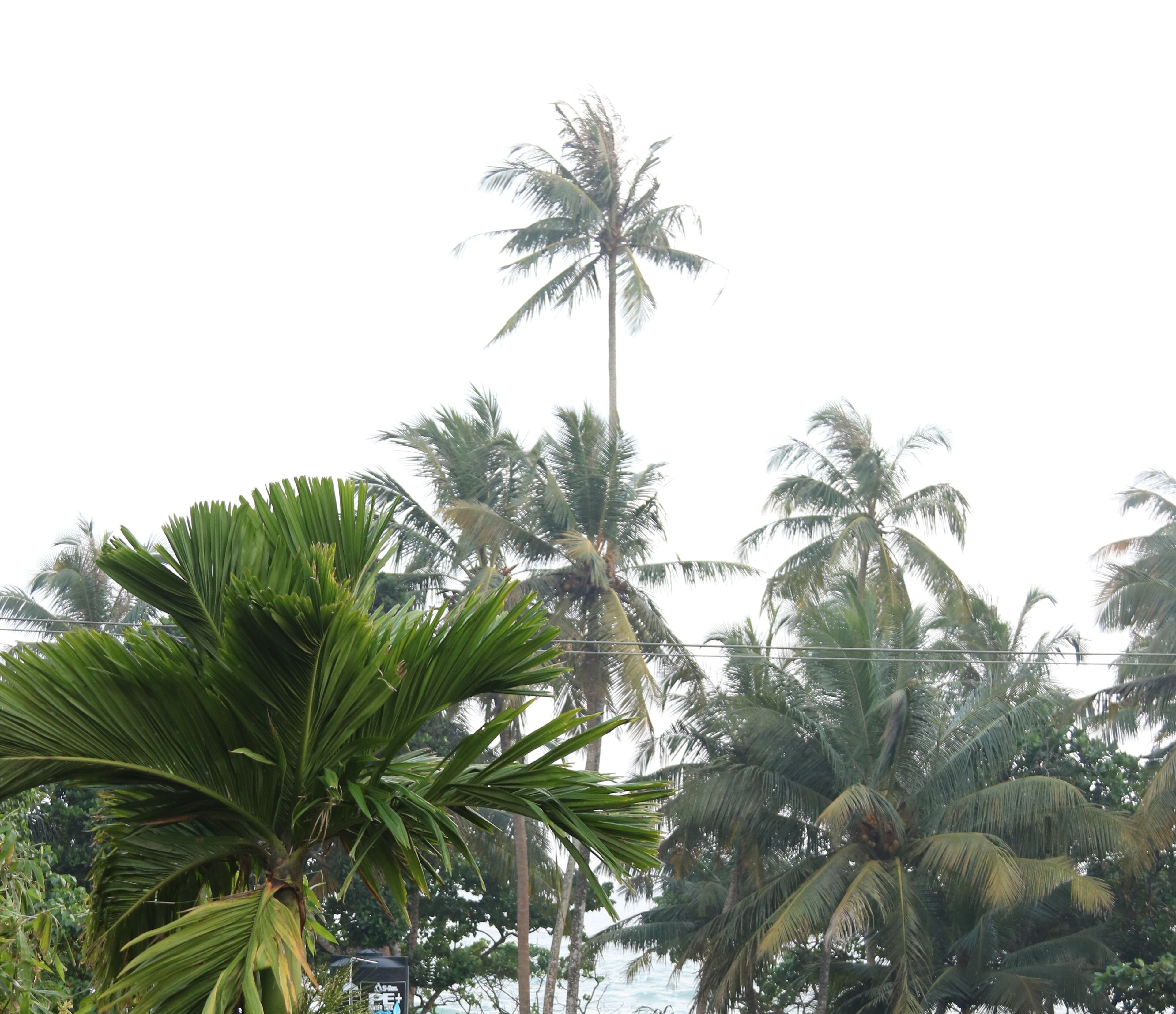 A tropical setting with palm trees and a clear sky.