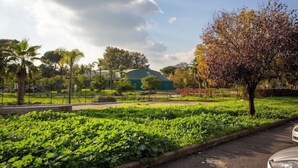 A garden with a variety of plants and trees, a paved path, and a parked car.