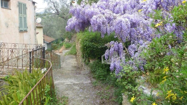 A narrow stone pathway flanked by lush greenery and purple wisteria vines. - Ligurian rustico, surrounded by olive groves, 10 minutes from the sea. (Imperia)