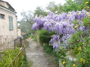 A narrow stone pathway flanked by lush greenery and purple wisteria vines. - Ligurian rustico, surrounded by olive groves, 10 minutes from the sea. (Imperia)