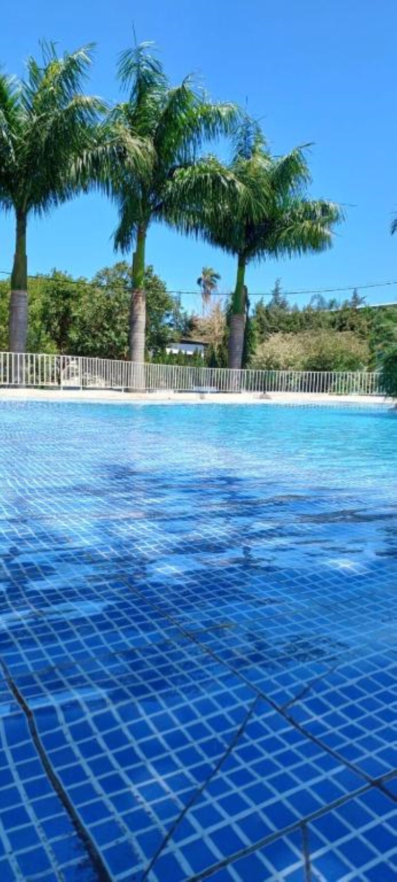 Une piscine à l’eau d’un bleu cristallin, entourée de palmiers et délimitée par une clôture blanche.