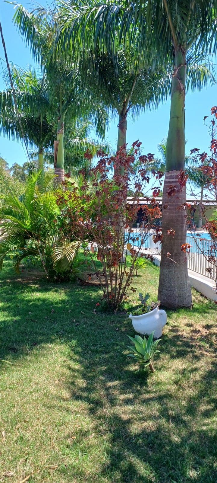 Un jardín con palmeras, un pequeño estanque y una maceta blanca sobre el césped.