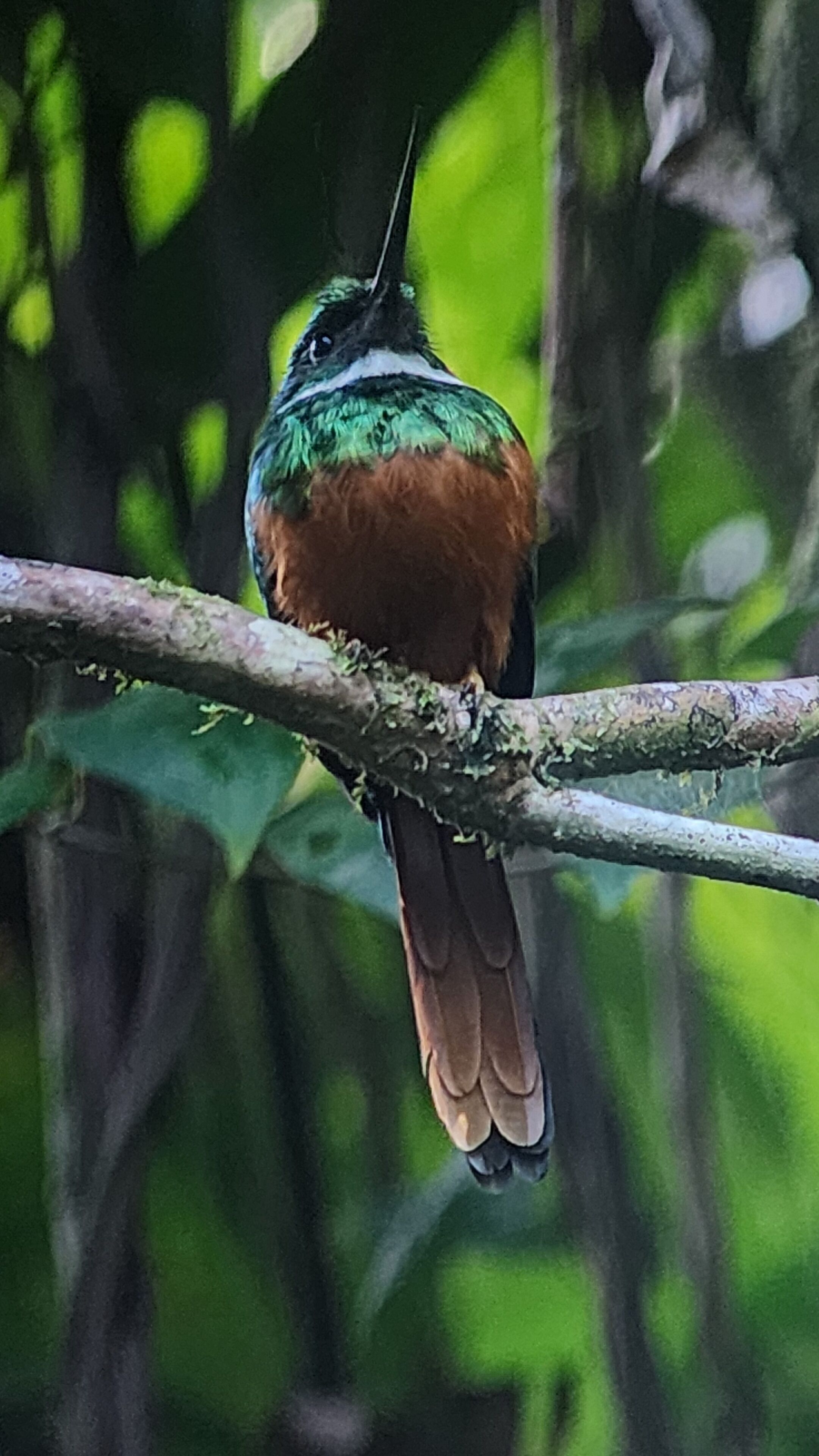 Ein Vogel sitzt auf einem Ast.