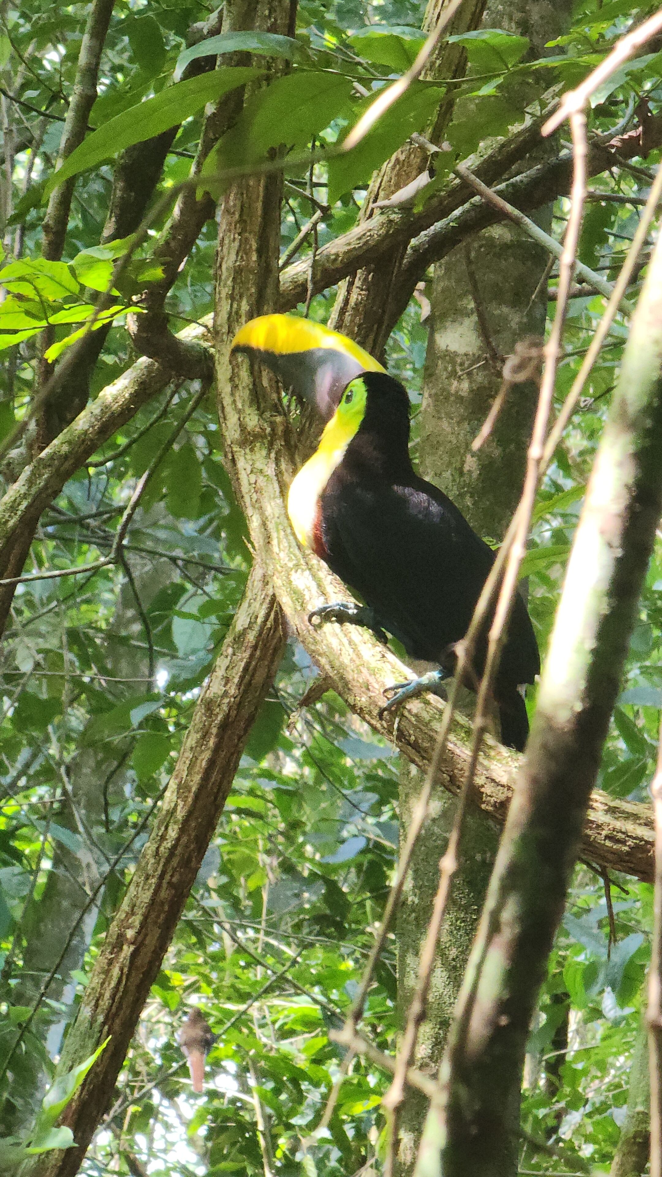 Un toucan était perché sur une branche d’arbre, au cœur d’une forêt dense.