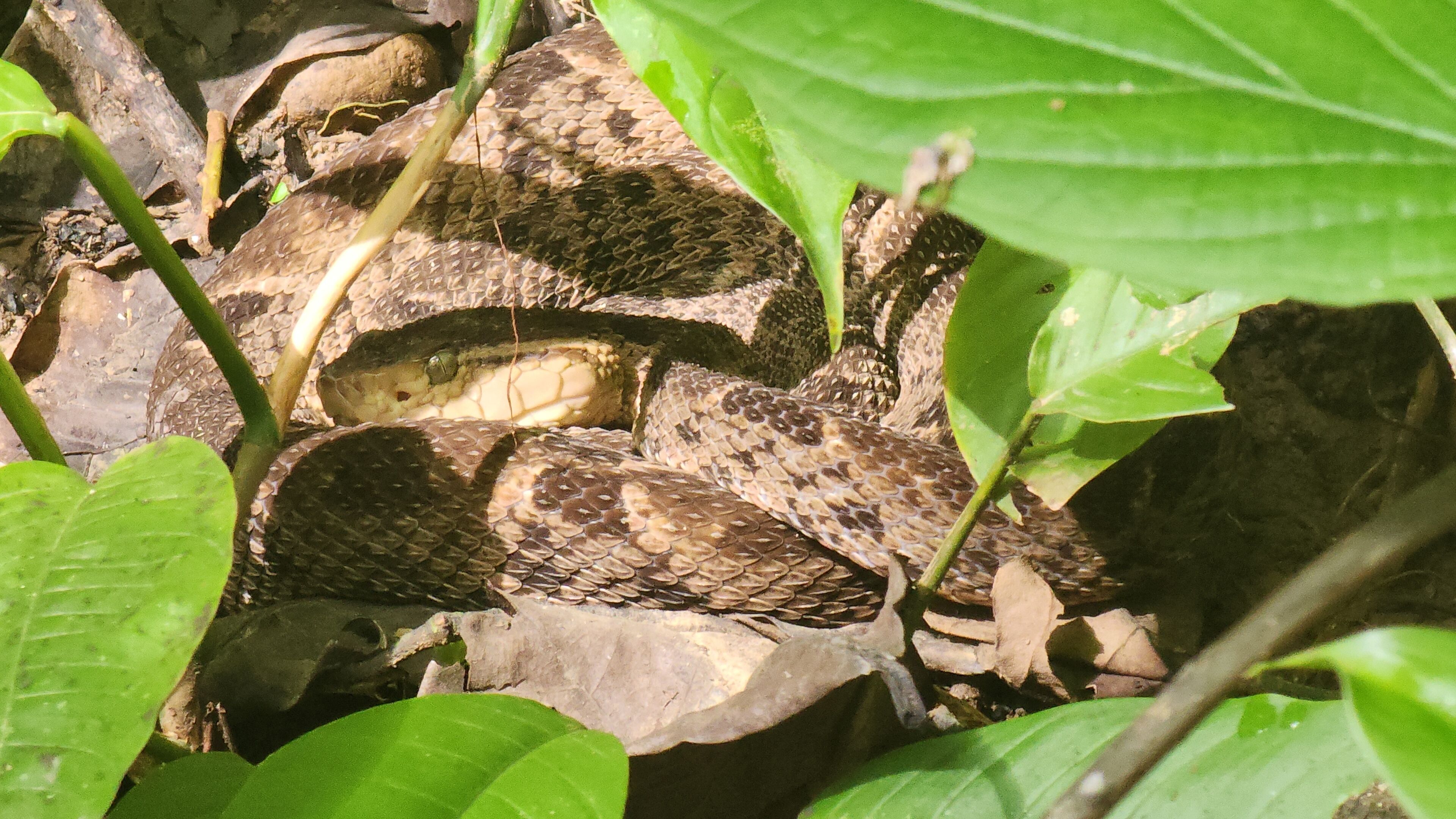 A snake camouflaged among leaves and branches.