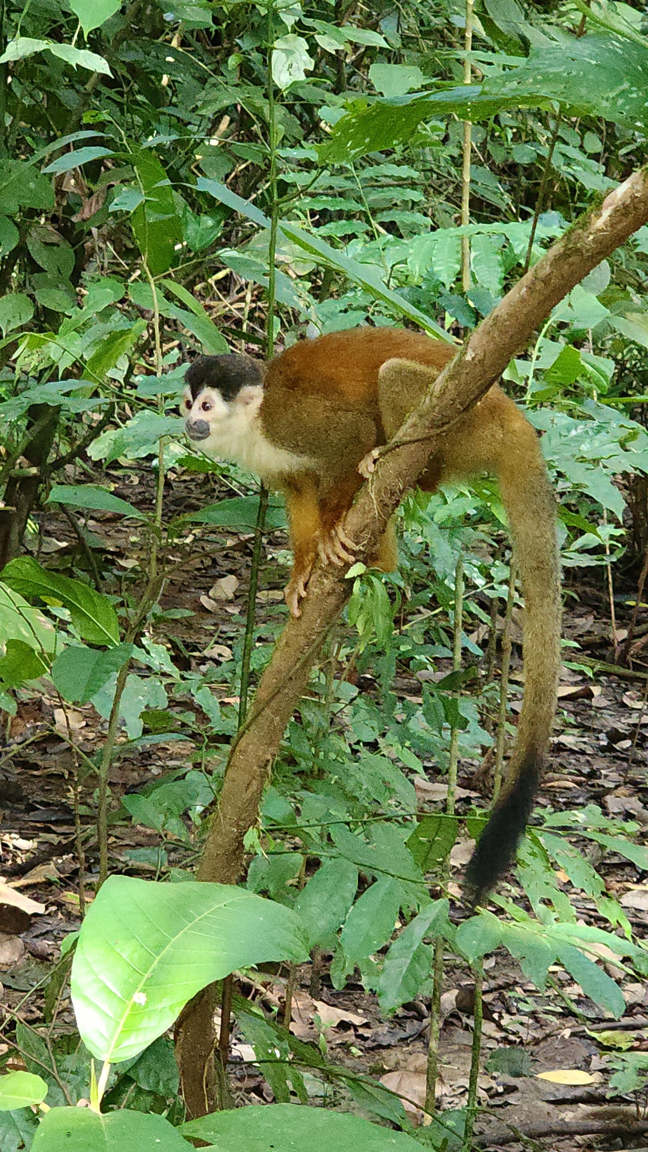 A monkey on a tree branch surrounded by dense foliage.