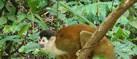 A monkey on a tree branch surrounded by dense foliage.