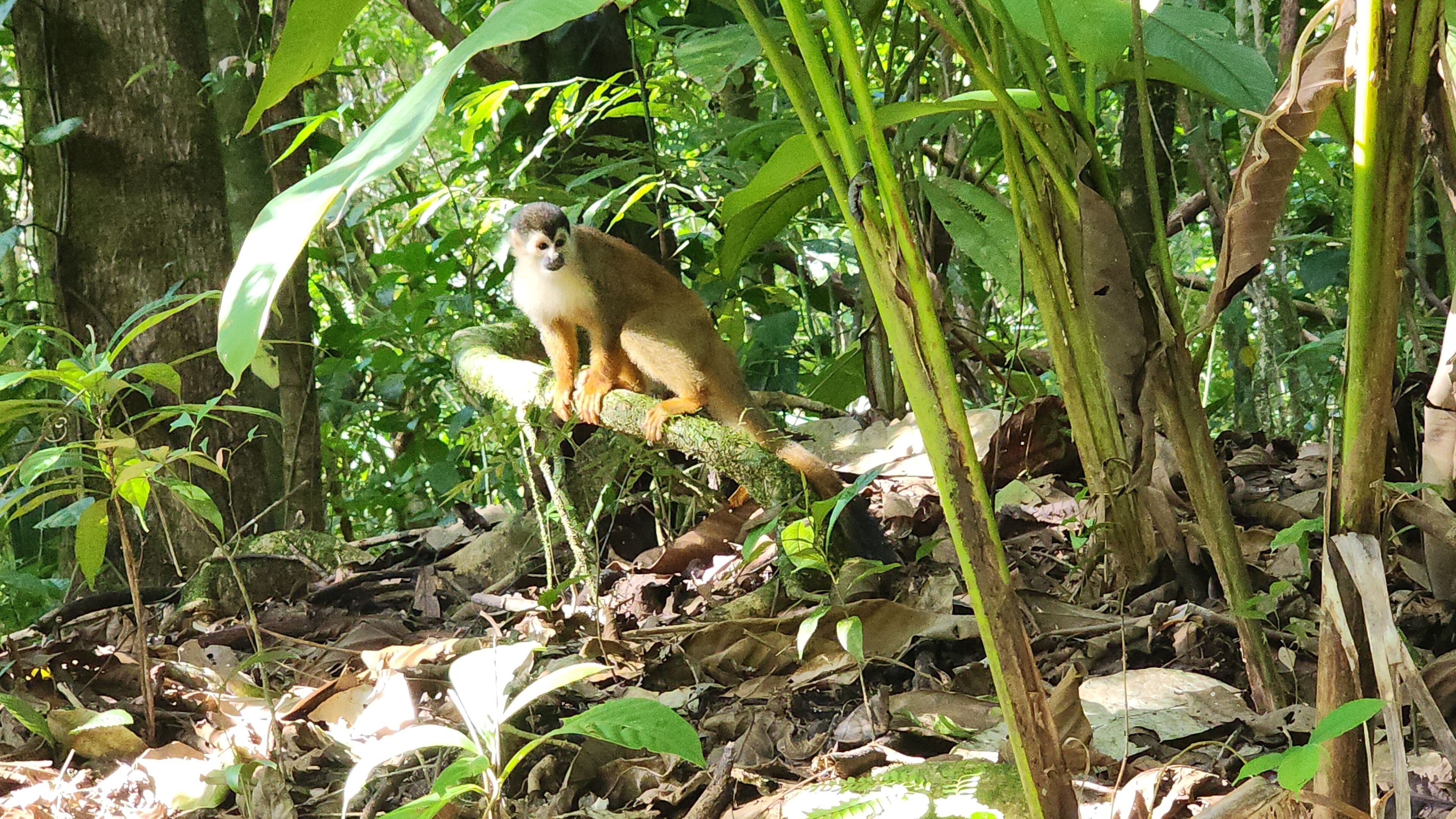 A monkey sitting on a branch in a forested area with dense foliage and leaf-covered ground.