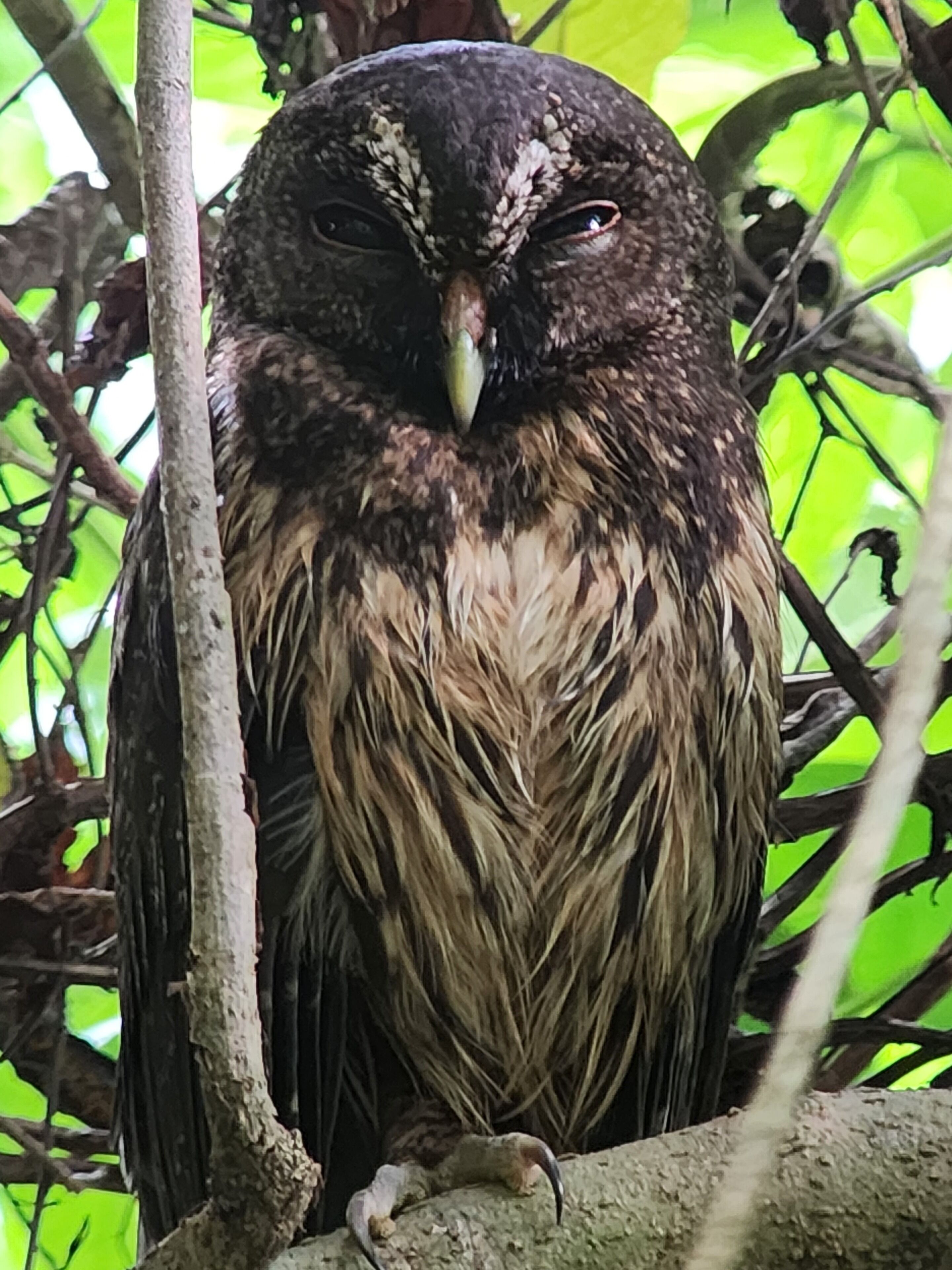 An owl perched on a branch.