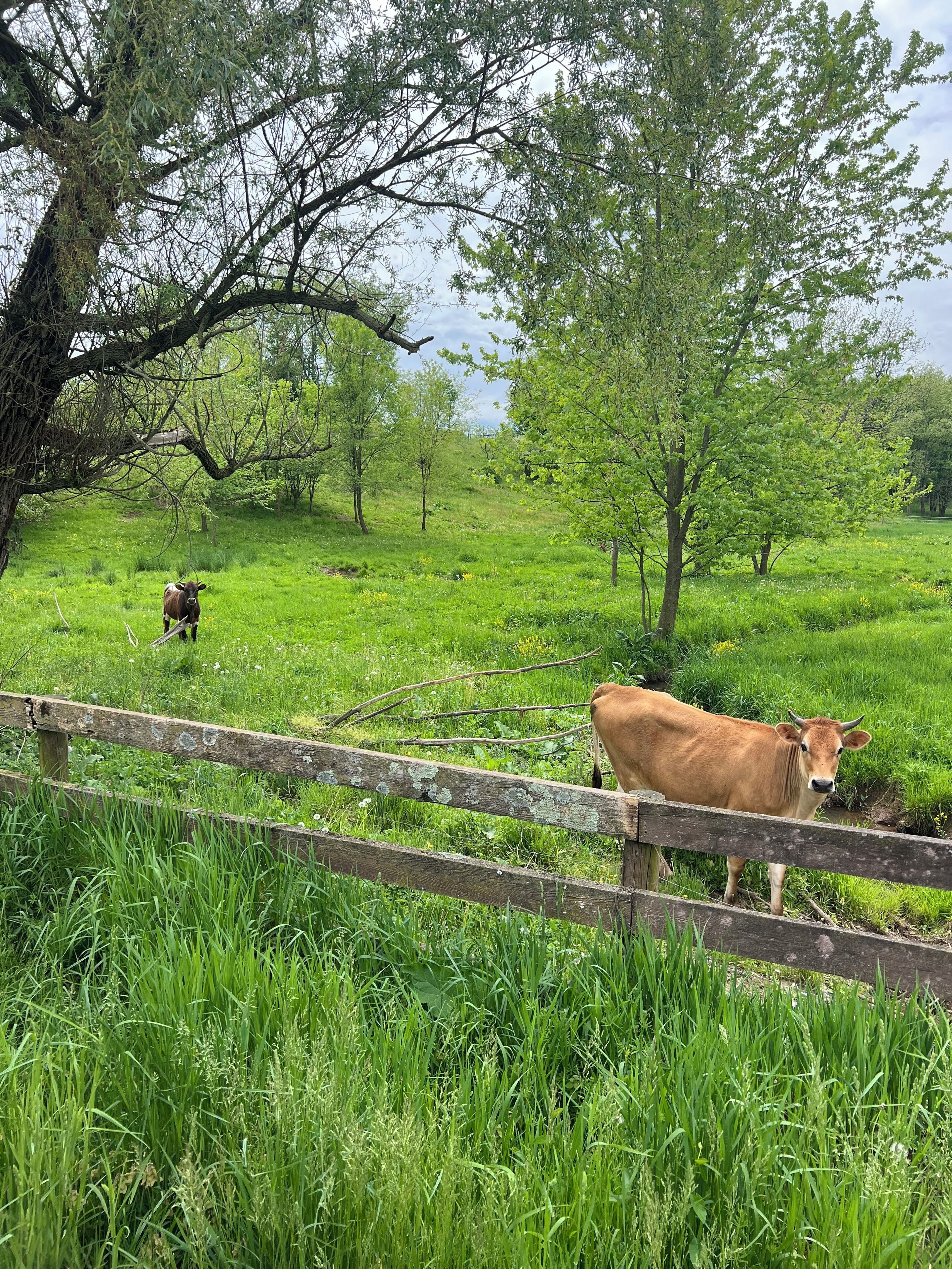 Ländliche Landschaft mit Holzzaun, grünem Gras und Bäumen.