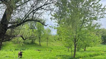 Ländliche Landschaft mit Holzzaun, grünem Gras und Bäumen.