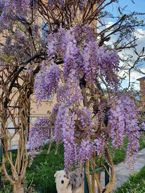 A tree with purple flowers, a dog, and a building in the background. - Locazione Glicine with 3 rooms for 4 guests with private parking and garden.  (Belluno)