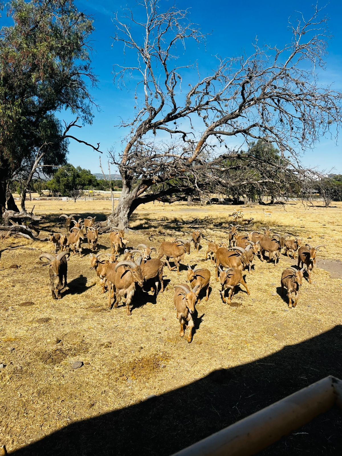 A herd of goats in a dry, open field with sparse trees and a clear sky.