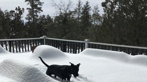 En hund går på en sti dækket af sne, med et træhegn og træer i baggrunden.
