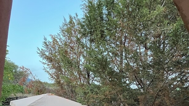 Eine Holzterrasse mit Sonnenschirm und Lichterkette, umgeben von Bäumen.