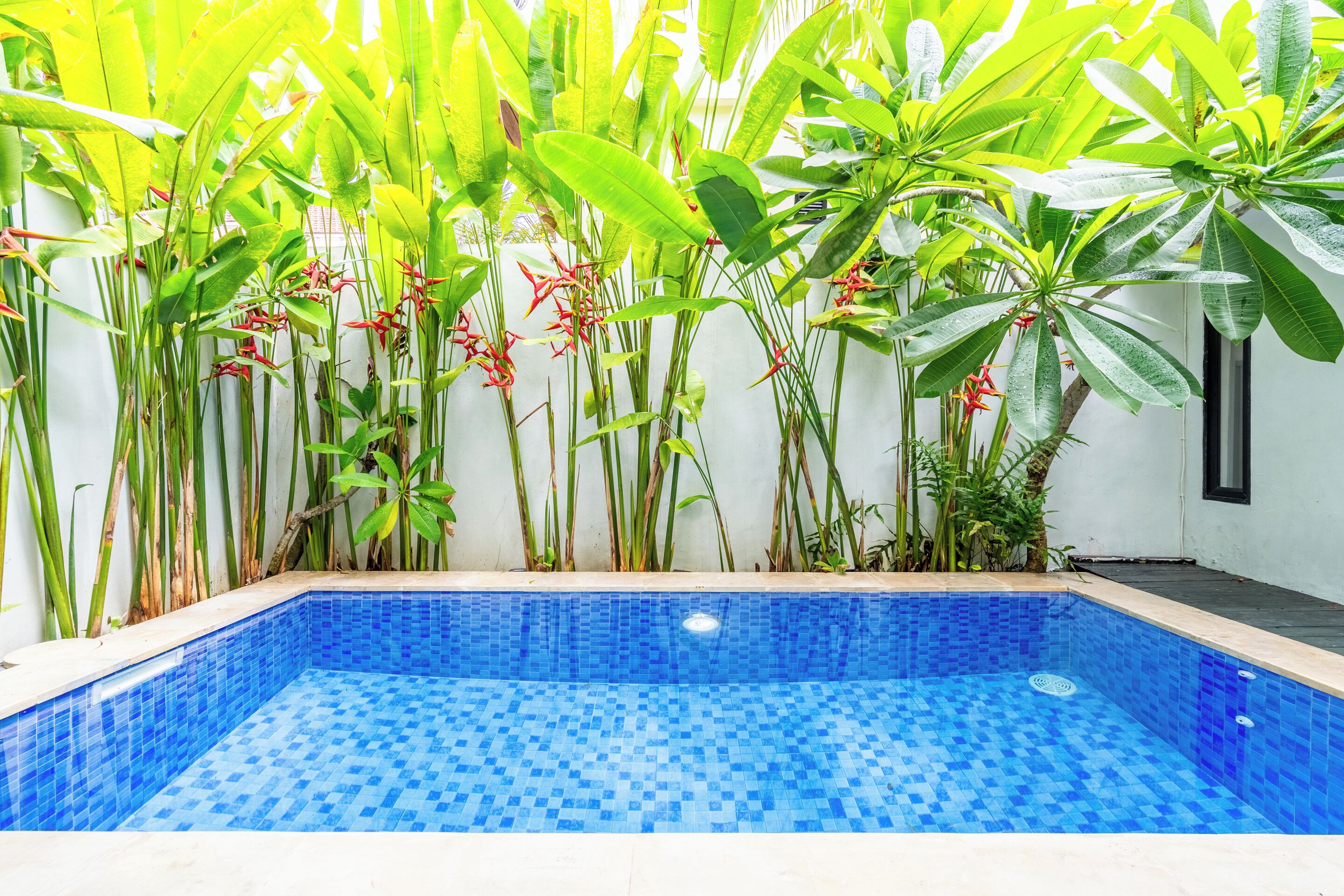 A rectangular pool with blue mosaic tiles, surrounded by lush green plants and a white wall.