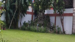 A grassy area with a white wall and red trim, surrounded by various plants and trees. - Hotel Ajay International (Prayagraj)