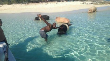 On the beach, white sand, free beach cabanas, sun loungers