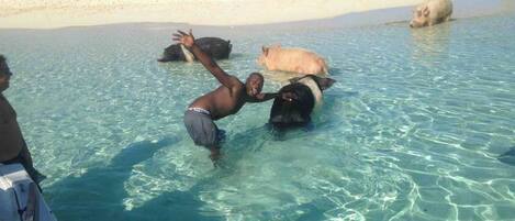 Une personne interagissant avec un cochon dans une eau peu profonde, près d’une plage.