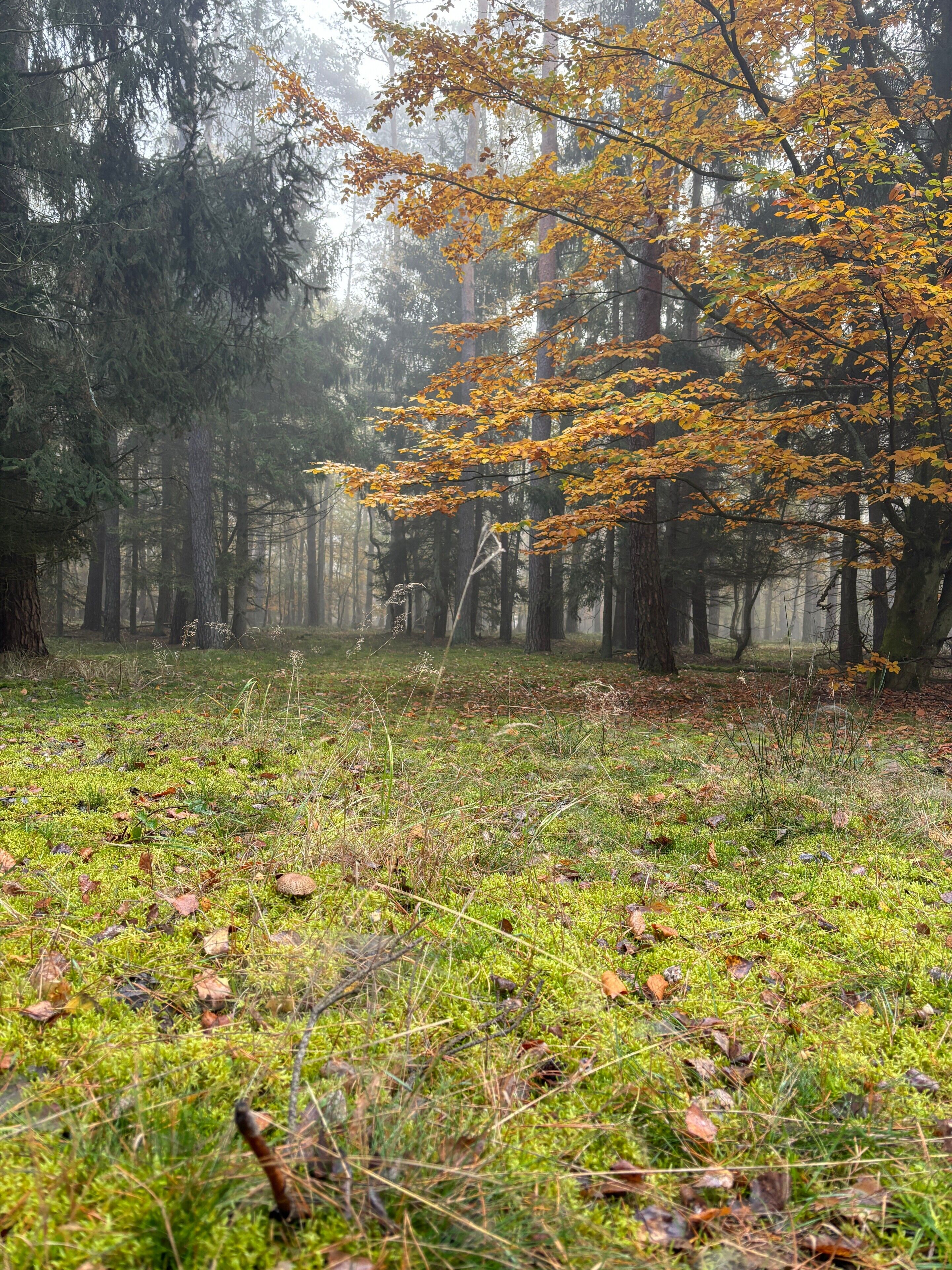 Ein bewaldetes Gebiet mit einer grasbewachsenen Vordergrund und Bäumen im Hintergrund.