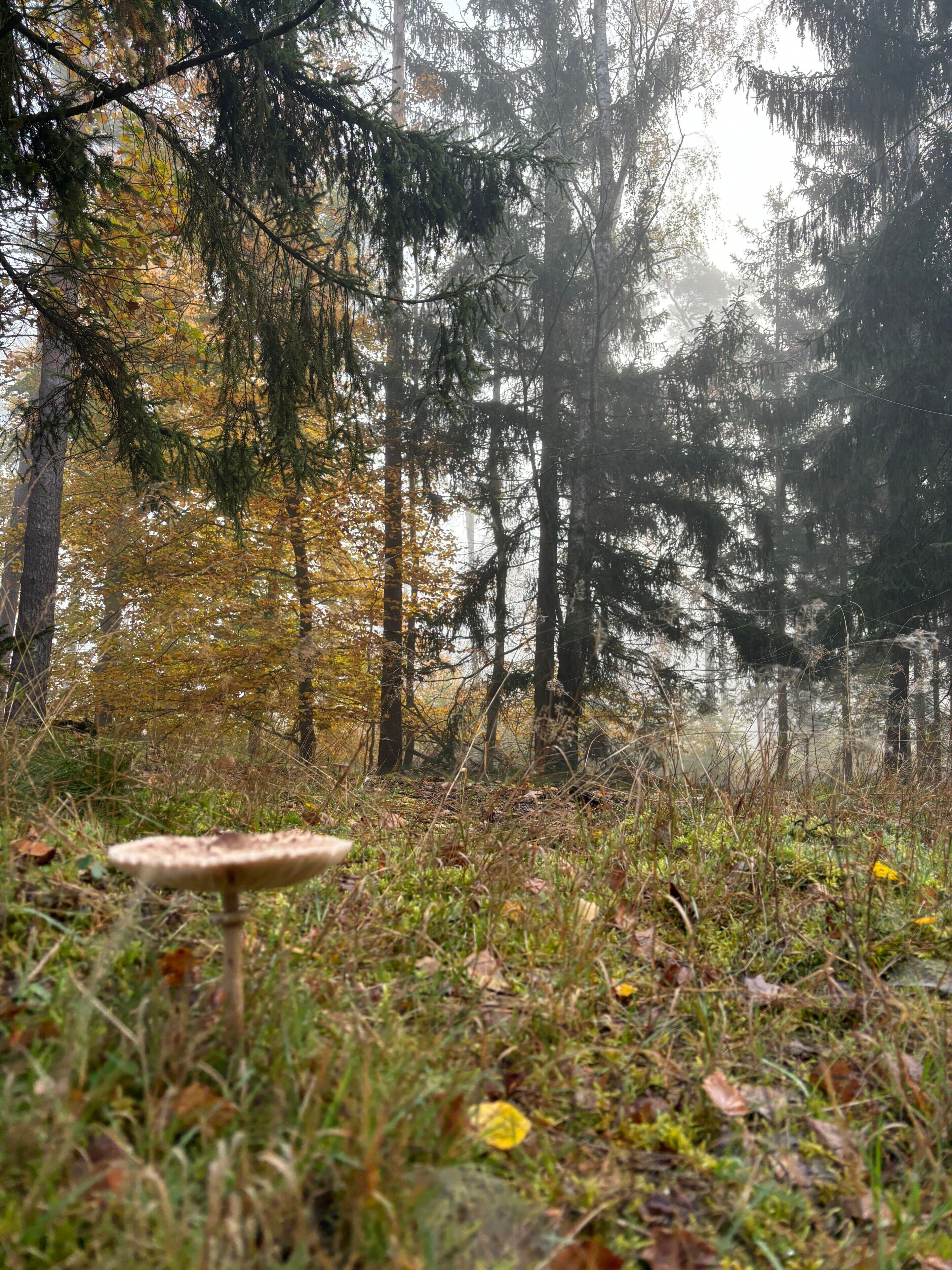 Ein Wald mit hohen Bäumen und einem Pilz am Boden.