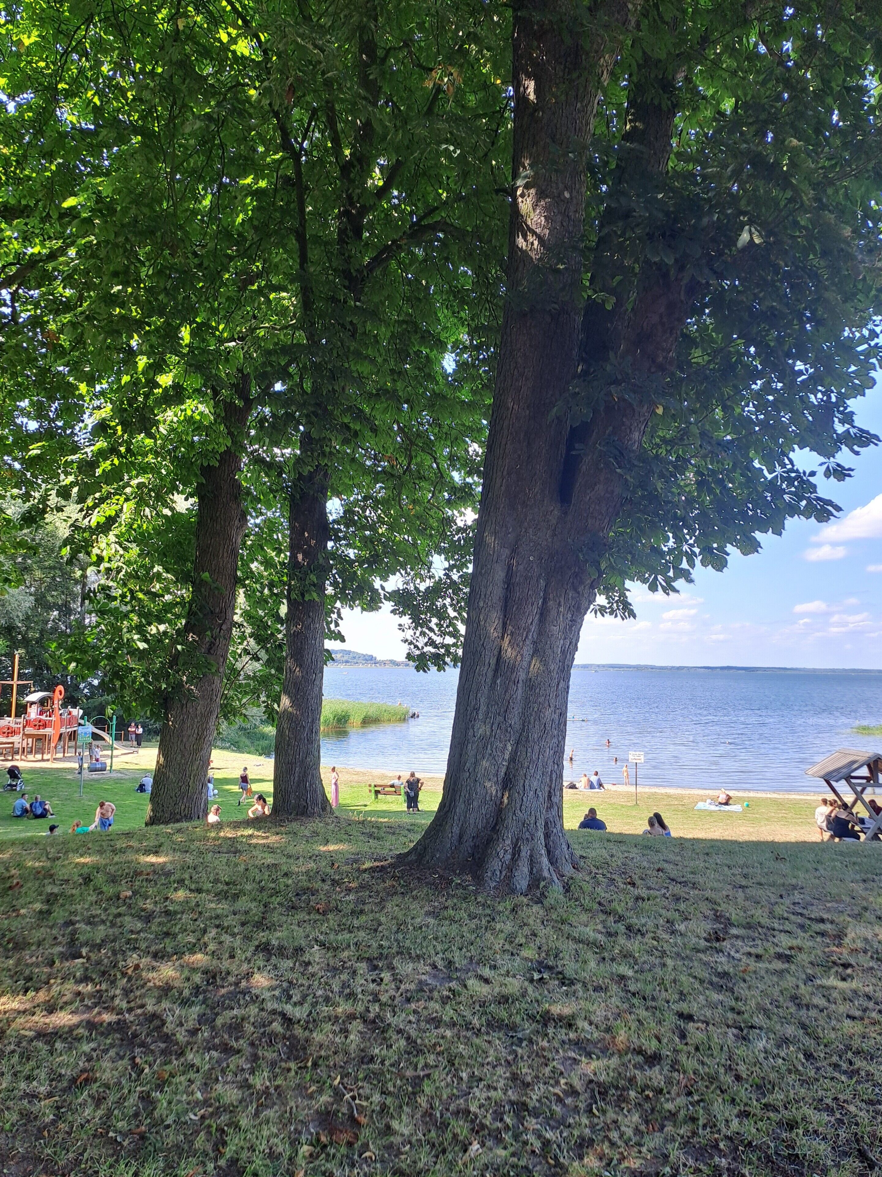 A park with large trees, a playground, and a lake.