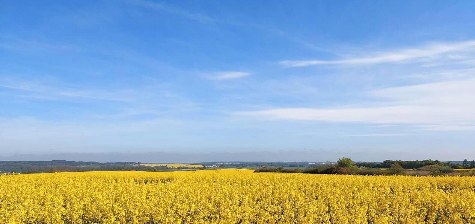 Un campo de flores amarillas bajo un cielo azul despejado.