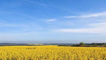 Un campo de flores amarillas bajo un cielo azul despejado.