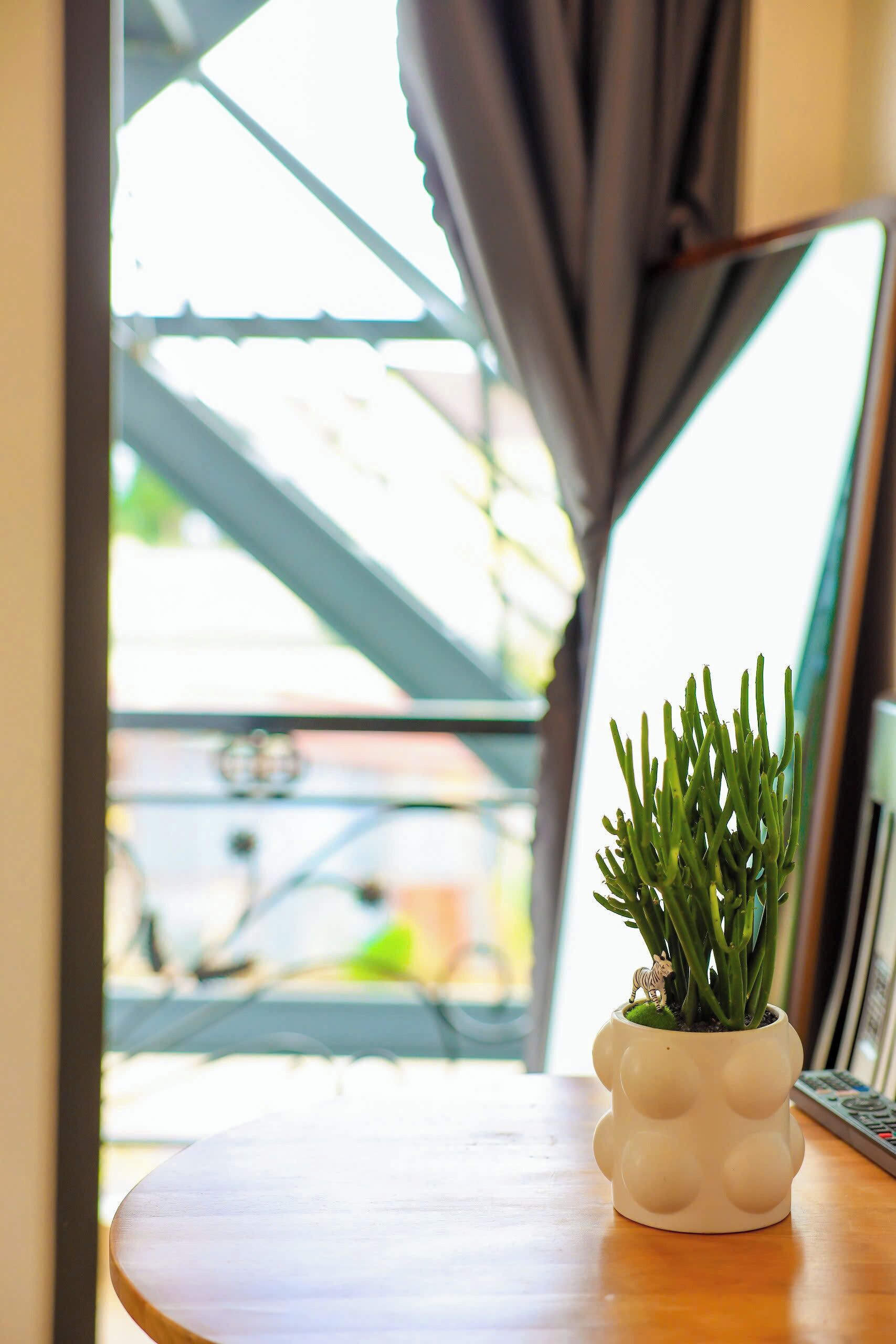 Une plante en pot, posée sur une table en bois près d’une fenêtre ornée de rideaux.