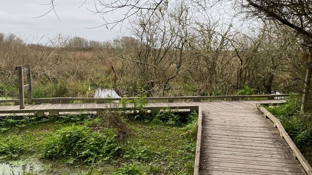 Une promenade en bois surplombe une zone marécageuse, avec une végétation dense et des arbres en arrière-plan.