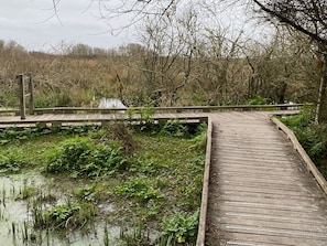 En träpromenad som går över ett träskigt område med tät vegetation och träd i bakgrunden.