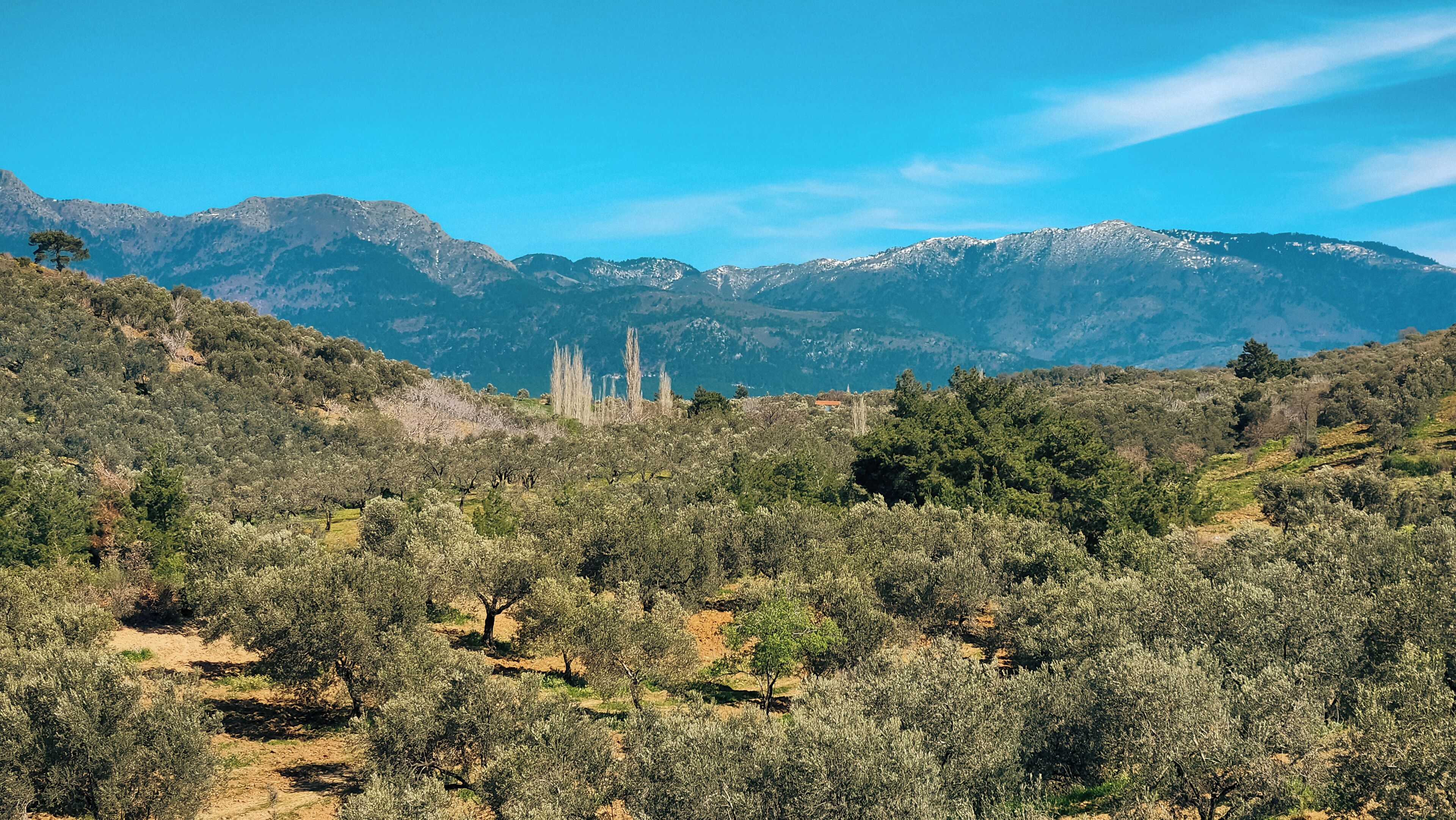 A mountainous landscape with dense shrubbery and a clear sky.