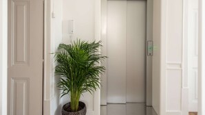 A hallway with a potted plant, a white door, and an elevator.
