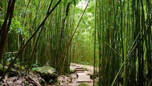 Uma floresta de bambu com um caminho de madeira.