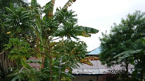 A courtyard with a variety of plants and trees, a building with a corrugated metal roof, and a concrete pathway. - Tuna Nungwi Beach Bungalow (Nungwi)