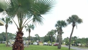 Una palmera en un área ajardinada, con una carretera y coches aparcados al fondo.