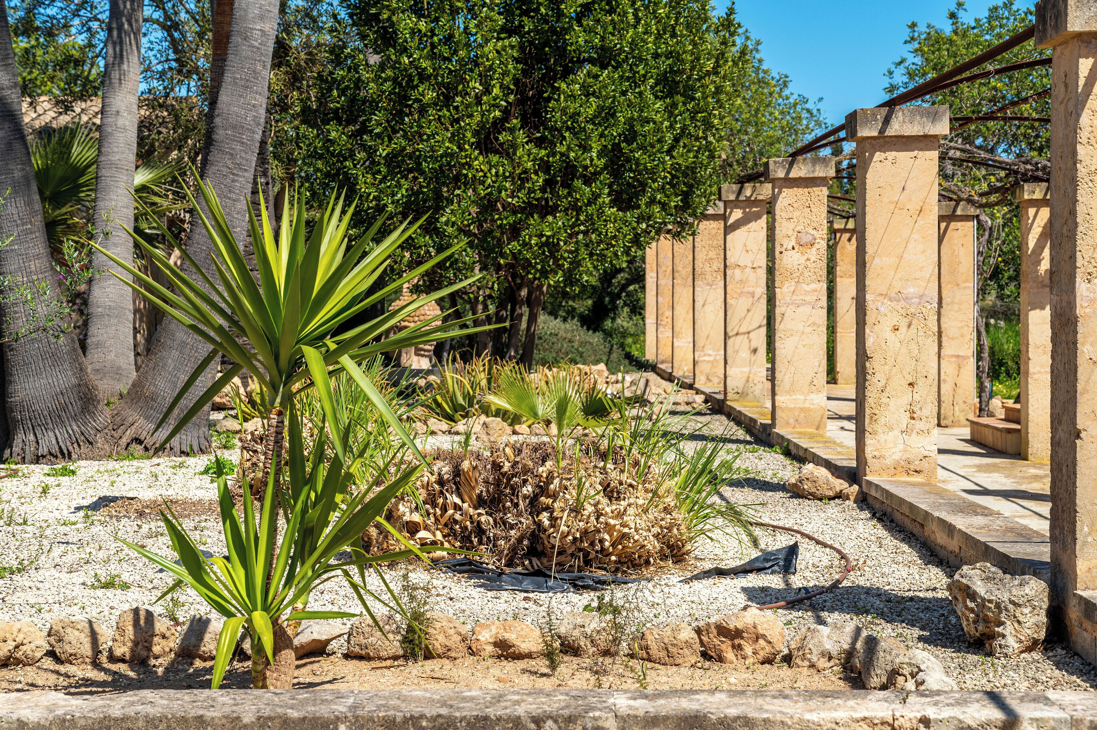Un giardino con una palma, un piccolo arbusto e un pergolato in pietra.